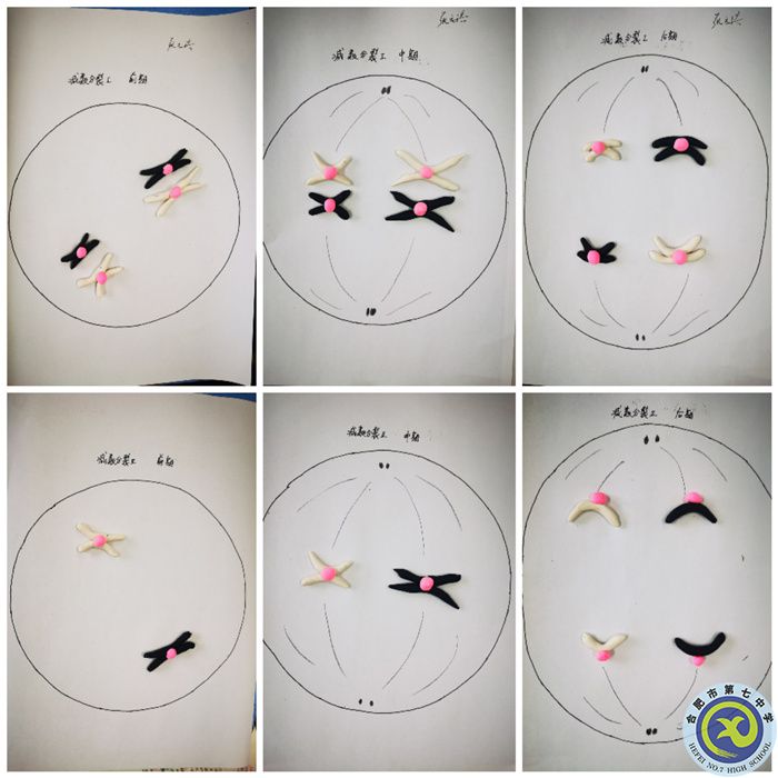 減數(shù)第一次分裂和第二次分裂圖像.jpg